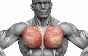 Где больше всего мышц у человека