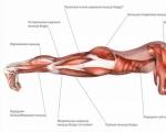 Тренировка всего тела для начинающих Упражнение на все мышцы тела